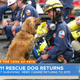 Image for article titled 9/11's Last Surviving Search Dog Goes on Today, Tears Ensue